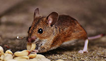 Find Exterminators in Mcdowell County